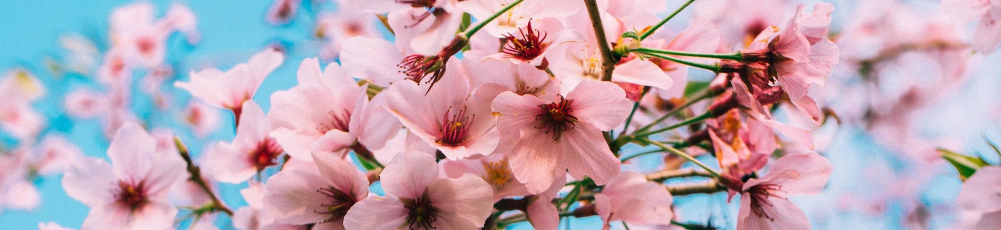 cherry blossom